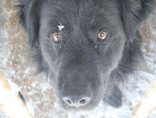 Wiadomości lokalne. Miasto nie zmienia modelu prowadzenia schroniska dla zwierząt