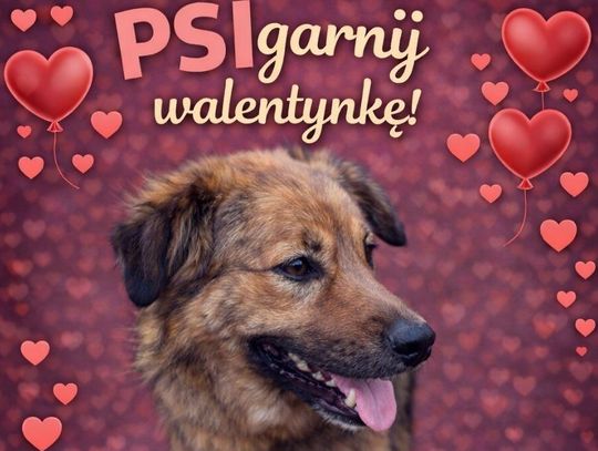 Wiadomości lokalne. Nie kupuj, adoptuj – psy ze schroniska czekają na dom - akcja "PSIgarnij Walentynkę"