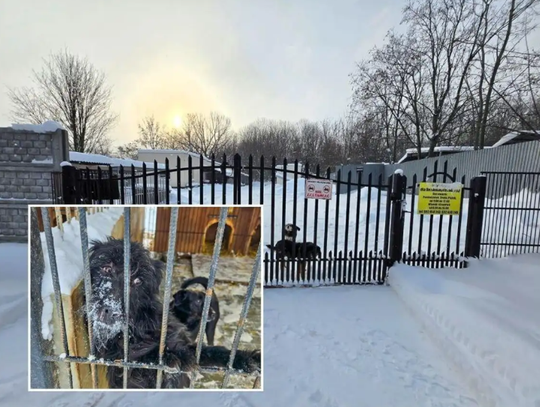 Wiadomości lokalne. Radni debatują o funkcjonowaniu schroniska dla zwierząt w Chełmie