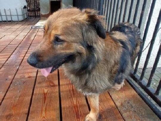 Suczka Magia szuka nowego domu. W chełmskim schronisku przebywa od 2024 roku.