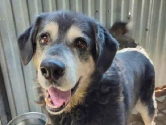 Borys vel Uszaty jest do adopcji