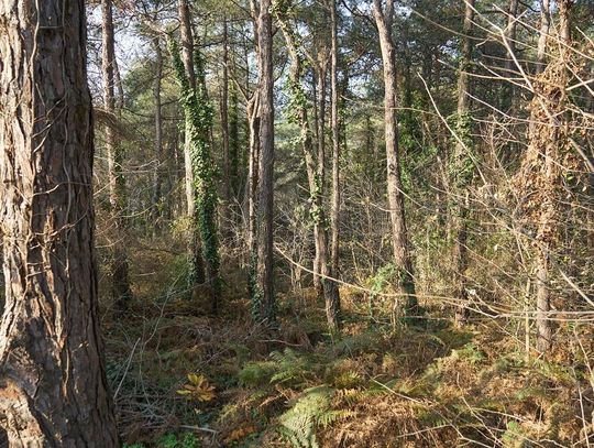 Wiadomości lokalne. Sobiborski Park Narodowy i lokalna społeczność – pytania o zyski, straty i rekompensaty