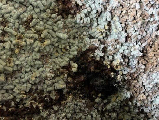 Wiadomości lokalne. Spleśniała śruta nie wjechała do Polski. Podejrzany towar dotarł z Ukrainy do Dorohuska