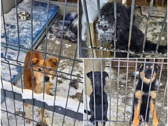 Wiadomości lokalne. Sytuacja w chełmskim schronisku dla zwierząt pod kontrolą. Ważne są adopcje