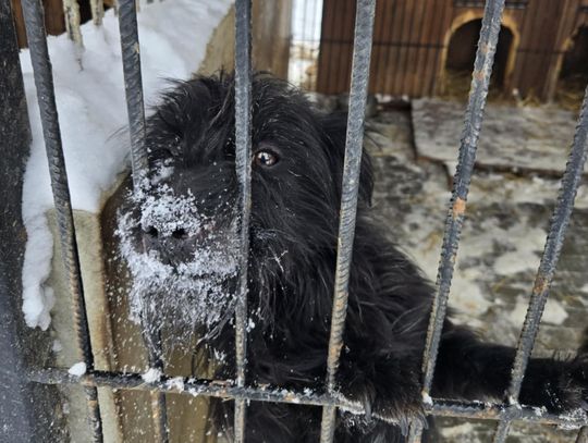Chełmscy radni omawiali sytuację w Schronisku dla bezdomnych zwierząt