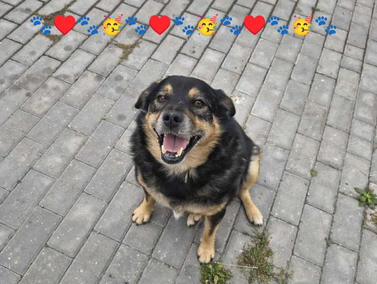 Wielkie świętowanie Światowego Dnia Zwierząt w Chełmie