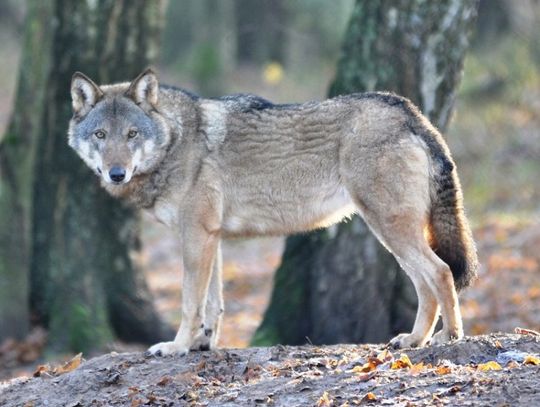 Wilk "Michaś" pojawił się w lasach naszego regionu