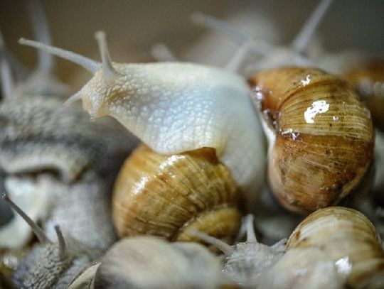 Winniczki można zbierać tylko w powiecie włodawskim