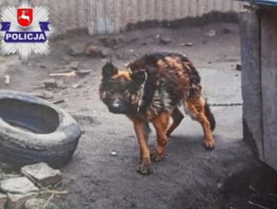 Włodawa: Skrajnie wygłodzony pies odebrany z rąk właściciela