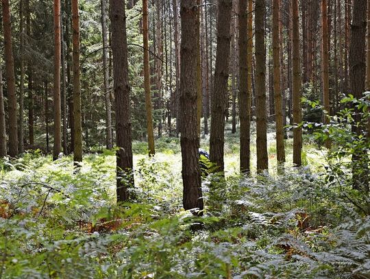 Włodawa: Zgubiła się na jagodach