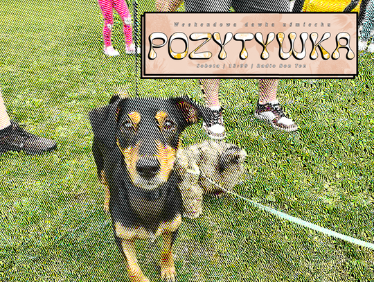 Zwierzaki w chełmskim parku! - Pozytywka - 27.09.2025 Zwierzaki w chełmskim parku! - Pozytywka - 27.09.2025