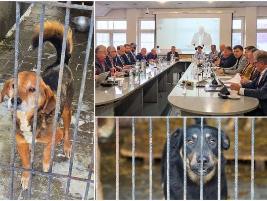 Zwierzęta, procedury i polityka. Sprawa schroniska trafiła na salę obrad Rady Miasta Chełm