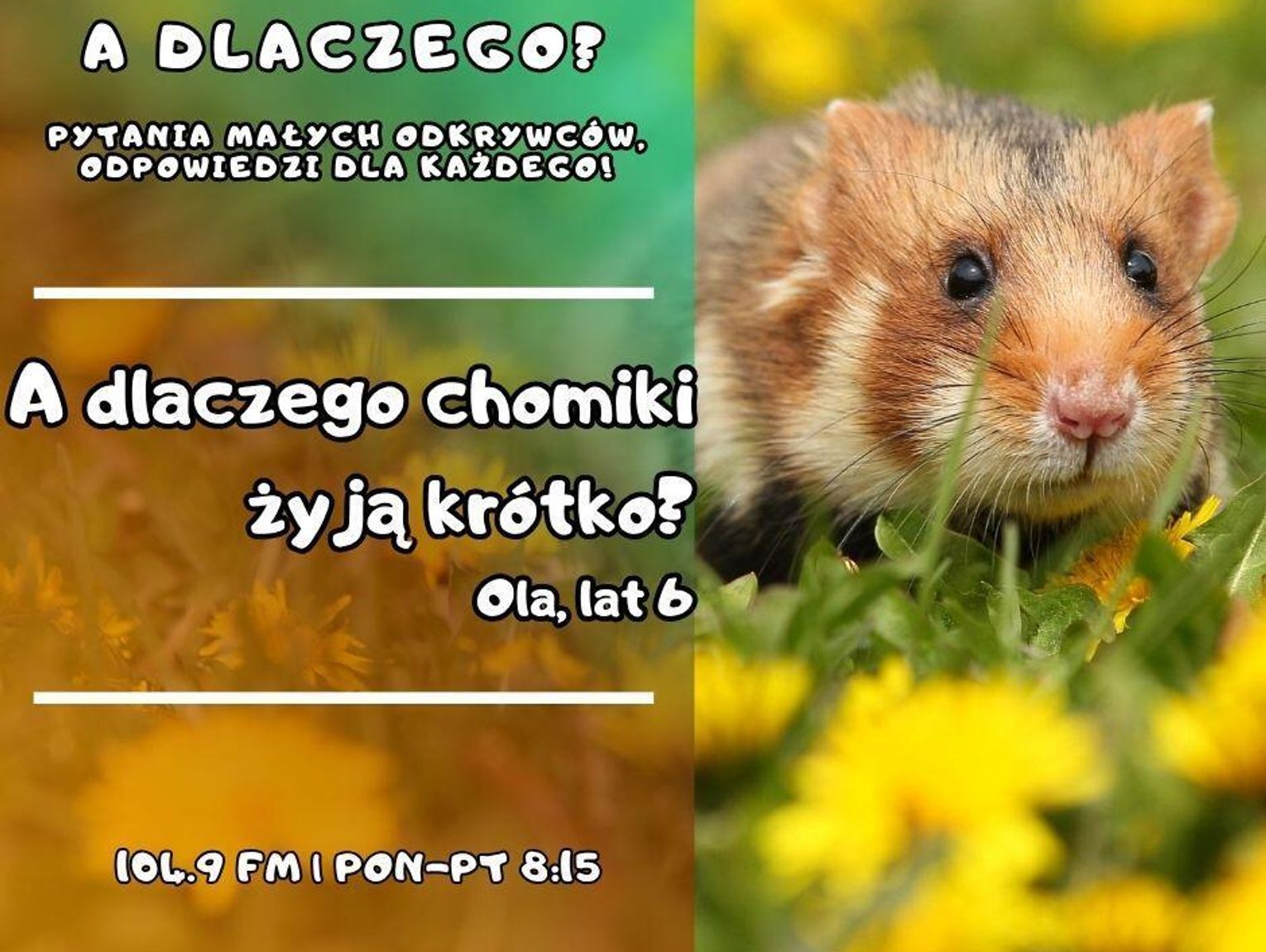 A dlaczego? Pytania małych odkrywców, odpowiedzi dla wszystkich! odc. 18.