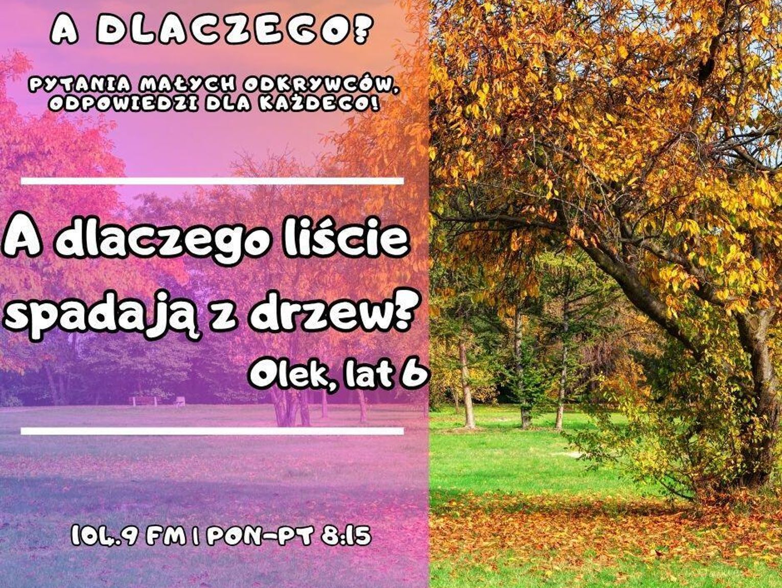 A dlaczego? Pytania małych odkrywców, odpowiedzi dla wszystkich! odc. 39.