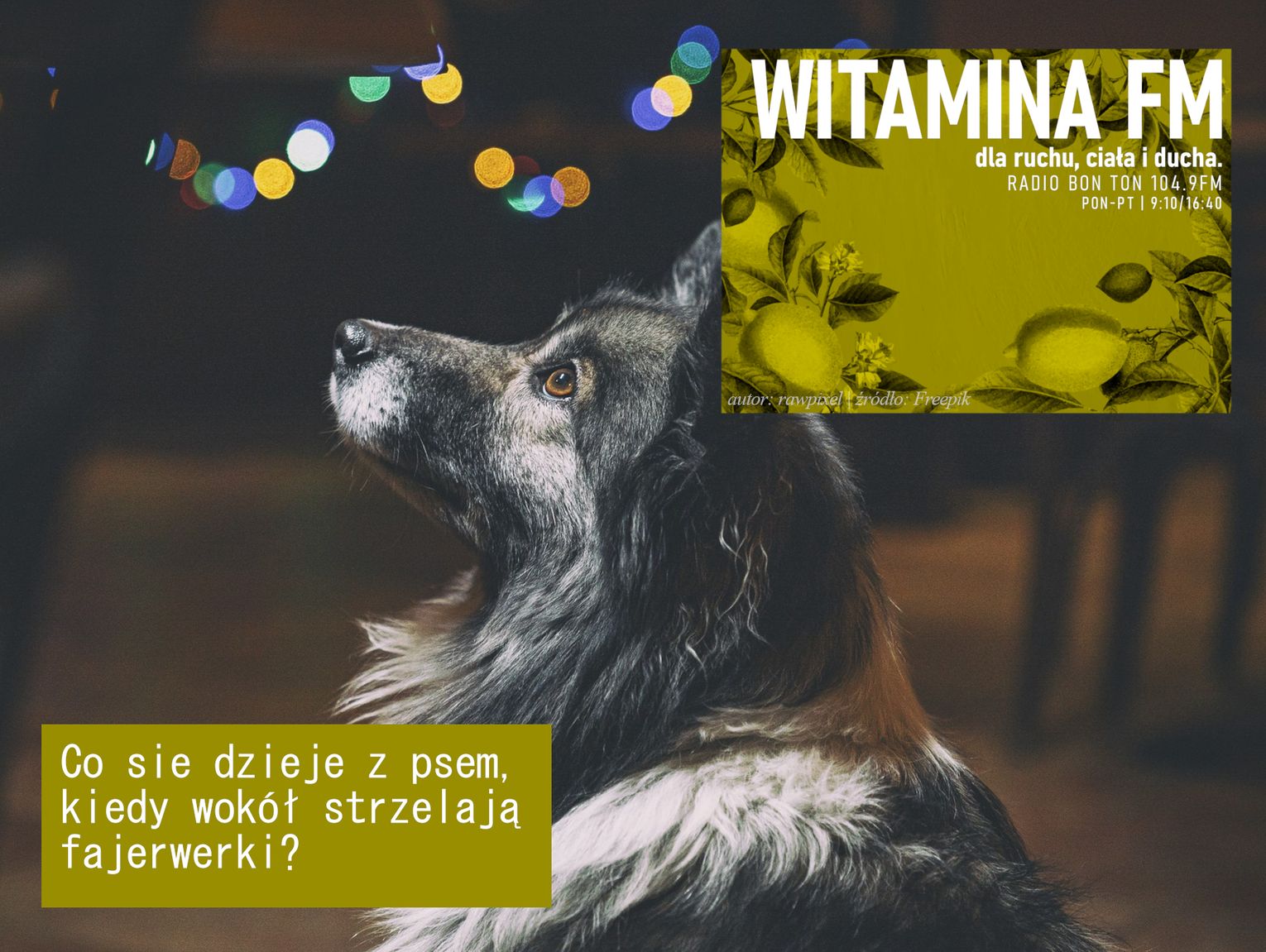 Co sie dzieje z psem, kiedy wokół strzelają fajerwerki? - Witamina FM