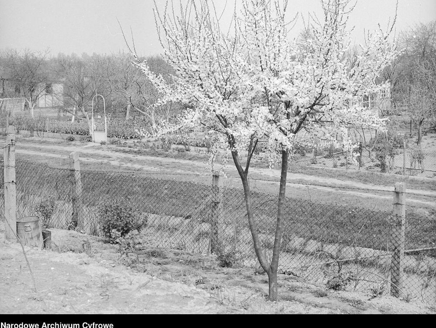 Kroniki miasta. Ogródki działkowe nad Uherką? Narodziny koncepcji w 1971 roku