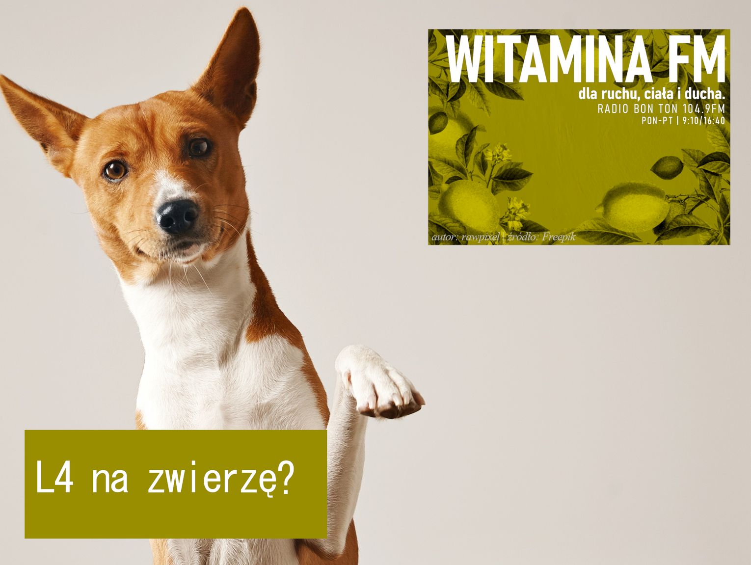 L4 na zwierzę? - Witamina FM