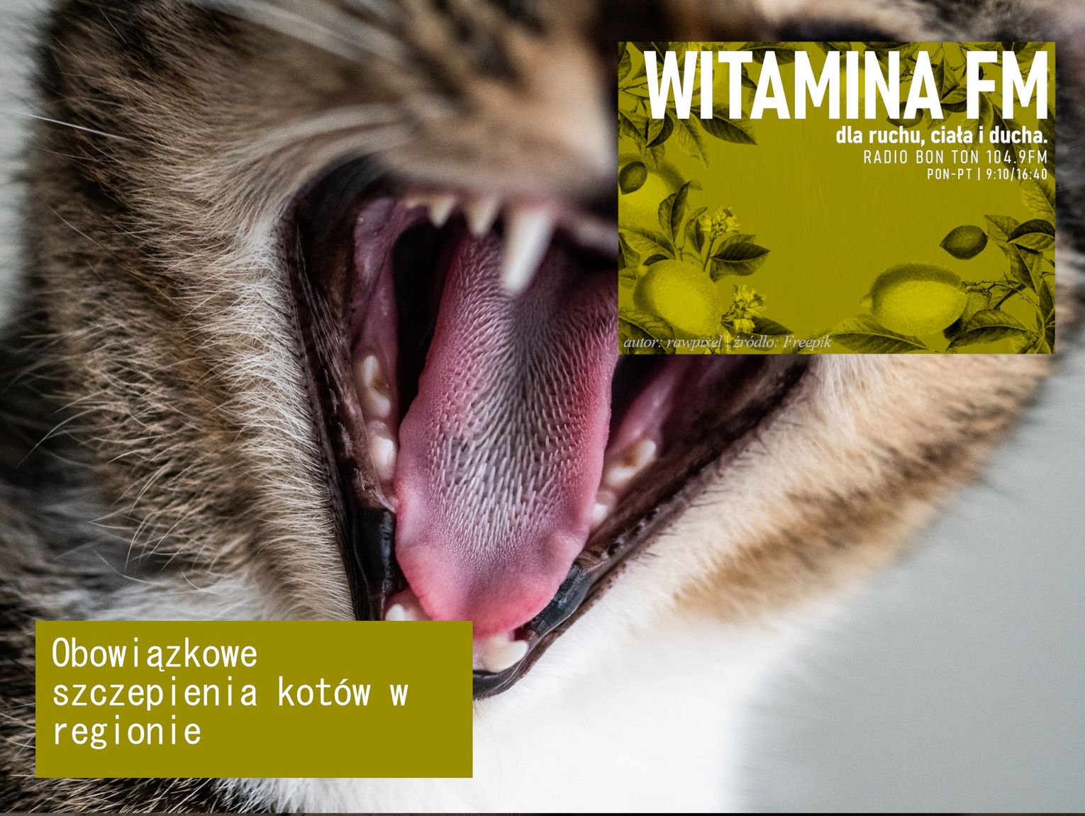 Obowiązkowe szczepienia kotów w regionie - Witamina FM