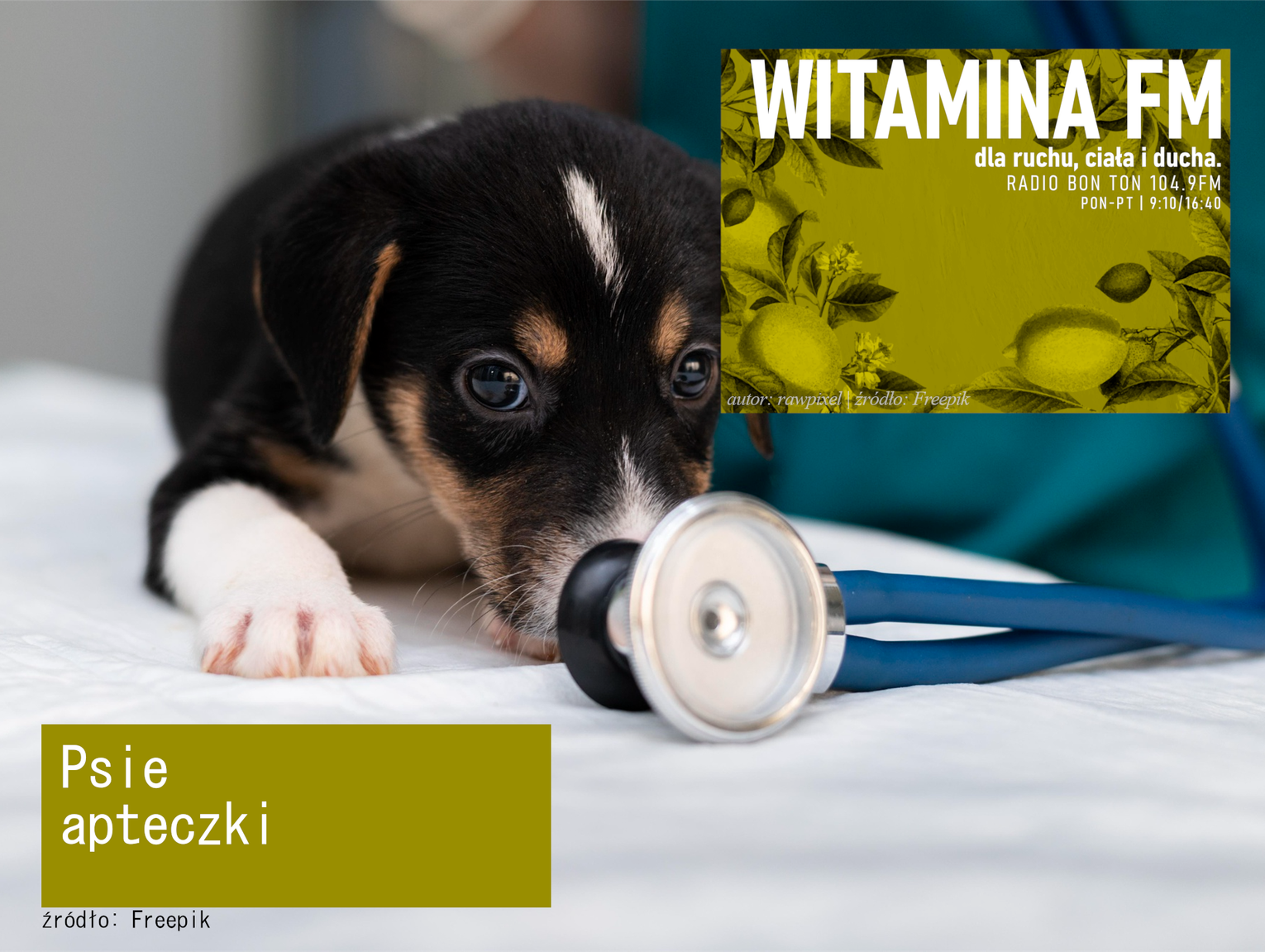 Psia apteczka - Witamina FM