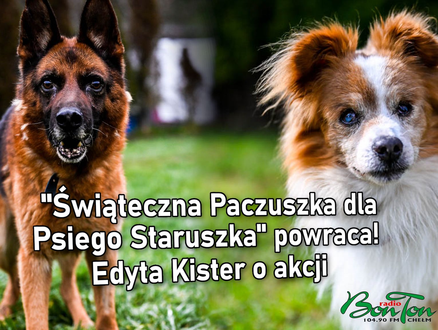 "Świąteczna Paczuszka dla Psiego Staruszka" powraca! Edyta Kister o akcji