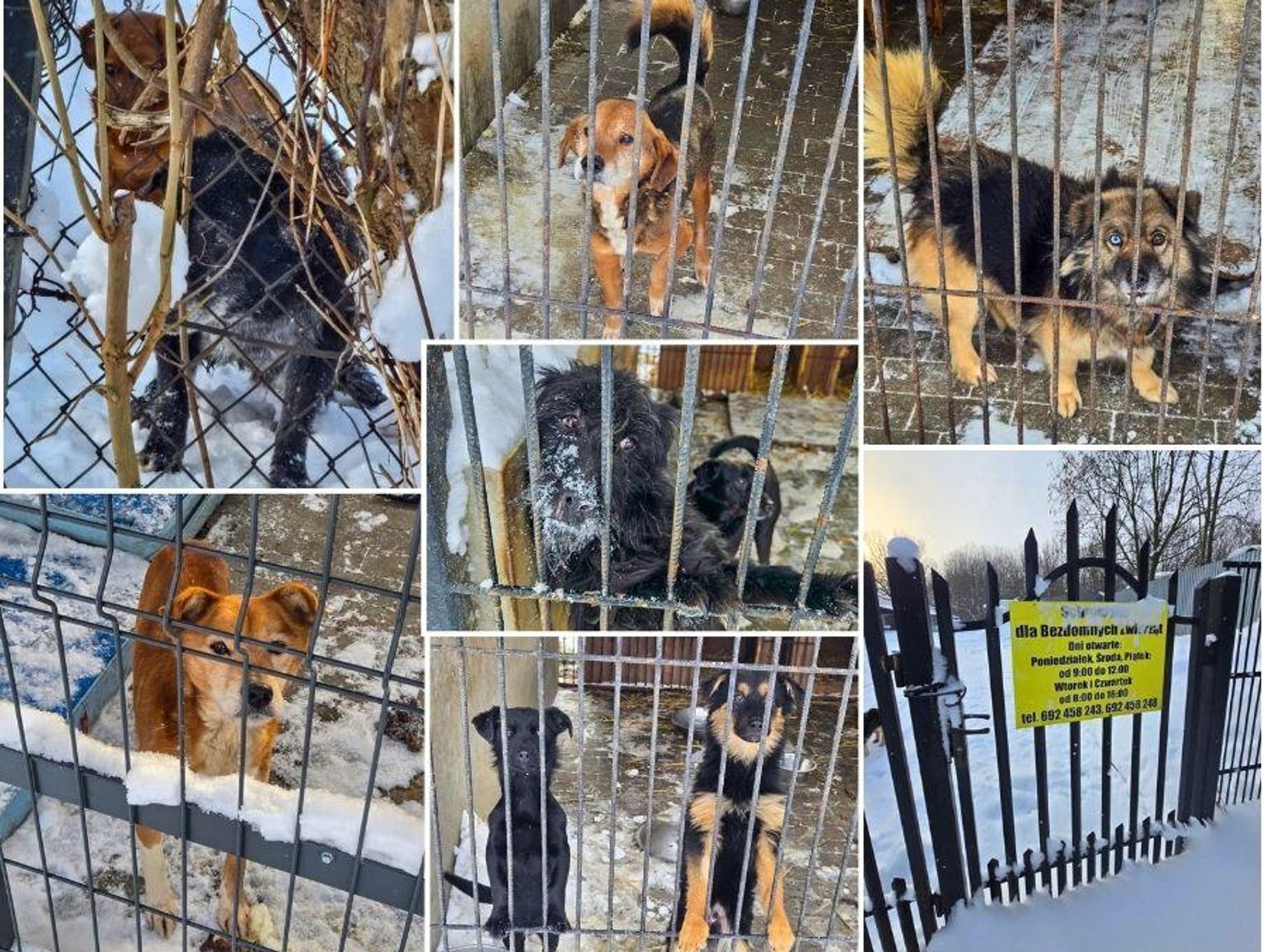 Trzy dni interwencji, jeden cel: ratować zwierzęta. Kulisy naszej akcji w chełmskim schronisku