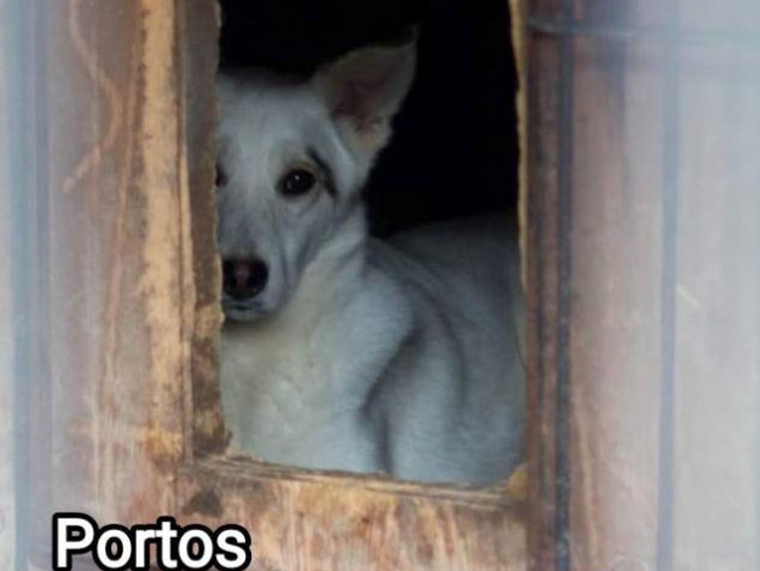 Wiadomości lokalne. Kontrowersje wokół schroniska w Chełmie. Czy miasto dołoży brakujące środki?