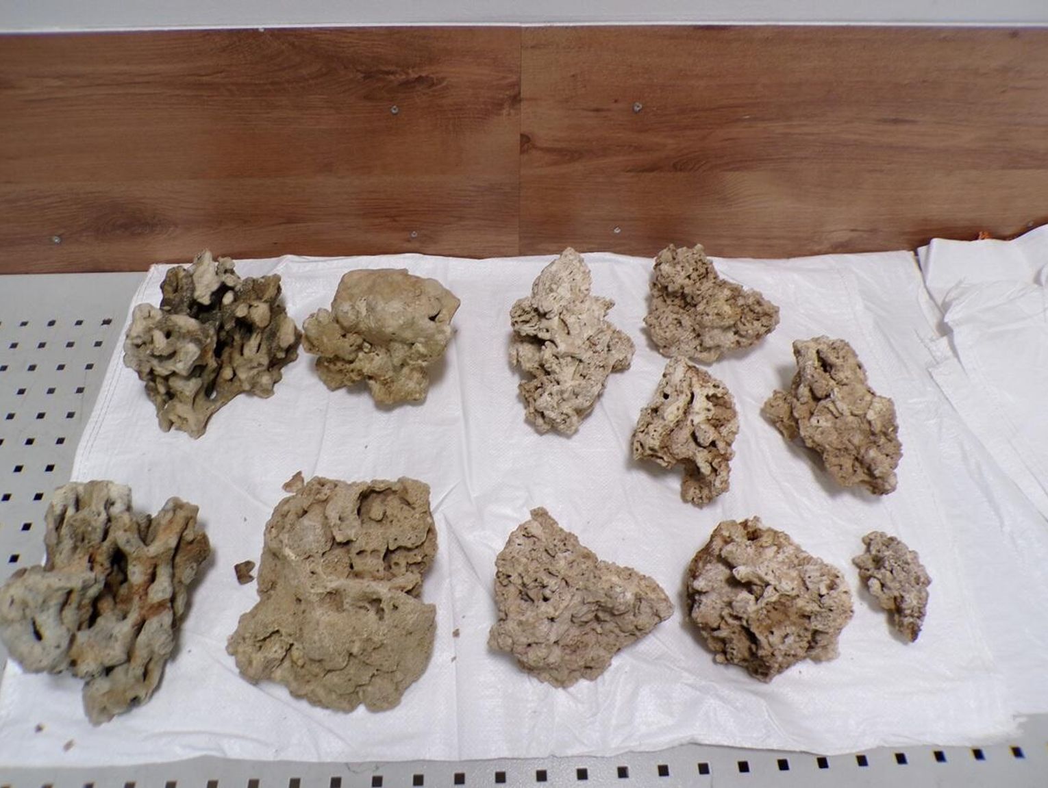 Wiadomości lokalne. Koralowce w Zosinie, tłuszcz z niedźwiedzia i kapsułki z konikiem morskim w Dorohusku - okazy CITES zatrzymane na granicy