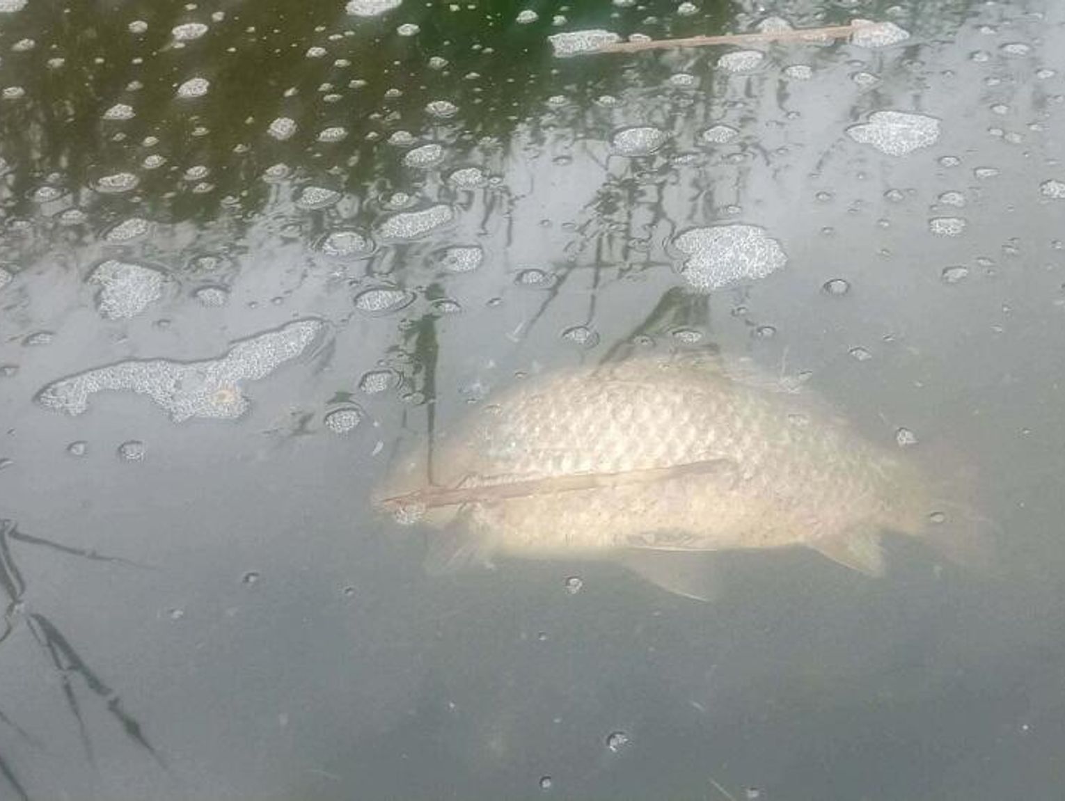 Wiadomości lokalne. Niepokojące zmiany w Stańkowie i Uherce. Śnięte ryby i odór