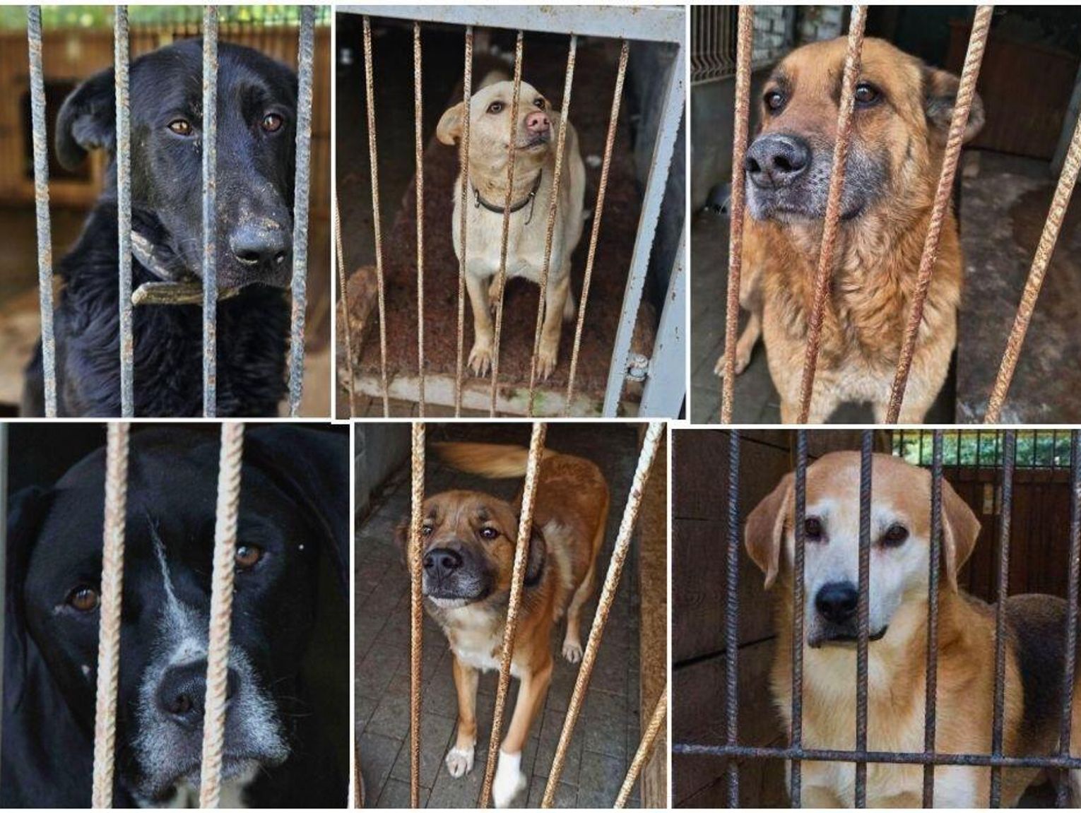 Wiadomości lokalne. Przetarg na ochronę zwierząt, w tym prowadzenie schroniska na terenie Chełma unieważniony
