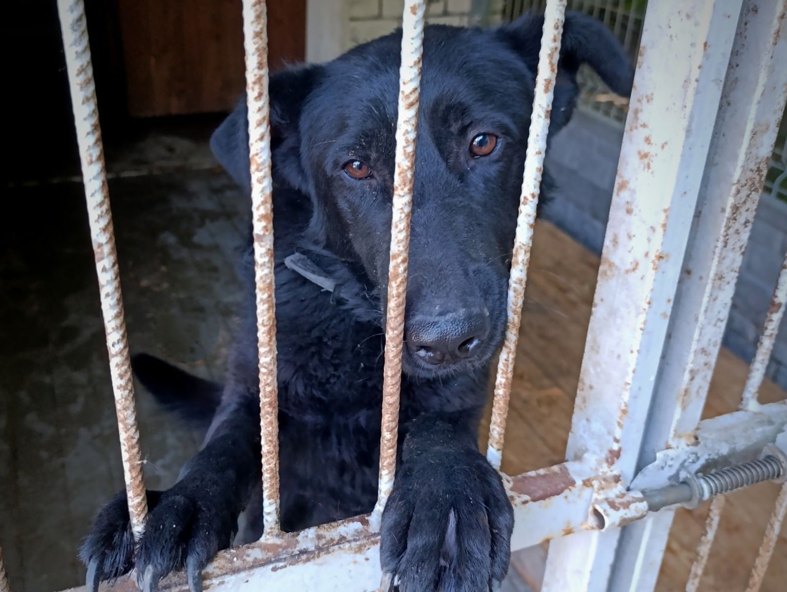 Wiadomości lokalne. Samorządowe wydatki na schronisko dla zwierząt - porównanie miast z regionu