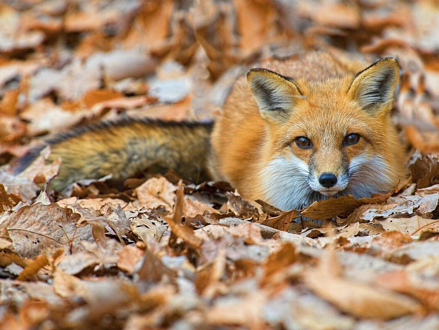 Wiadomości lokalne - Szczepienie lisów. Drogowe inwestycje w Krasnymstawie. Festiwal Muzyczny im. Leopolda hr. Poletyły