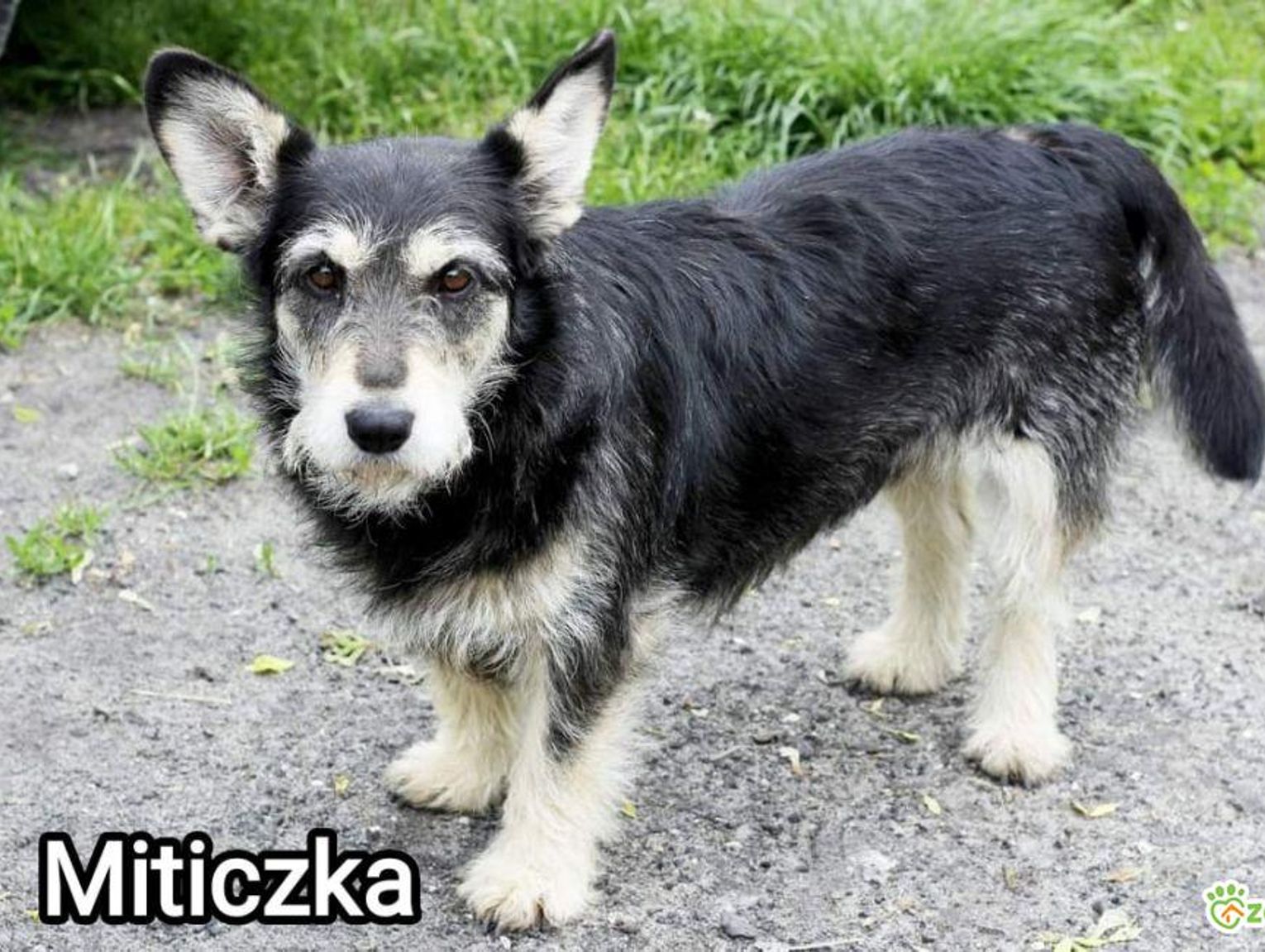 Wiadomości lokalne. Władze kontra mieszkańcy – spór o warunki w chełmskim schronisku nie wygasa