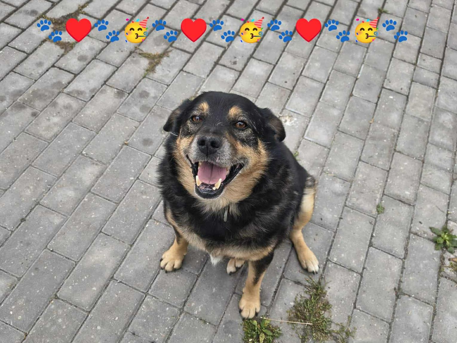 Wielkie świętowanie Światowego Dnia Zwierząt w Chełmie