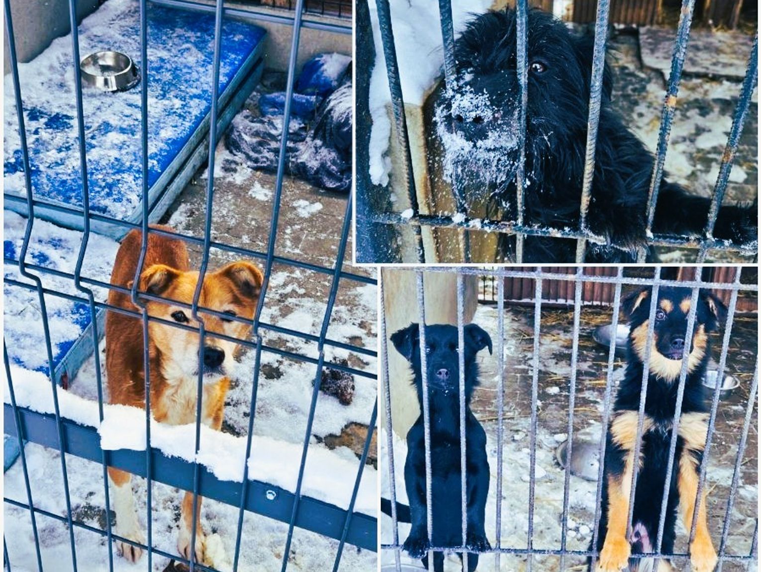 Zabrakło procedur, poskutkowała presja? Kulisy akcji w chełmskim schronisku dla zwierząt