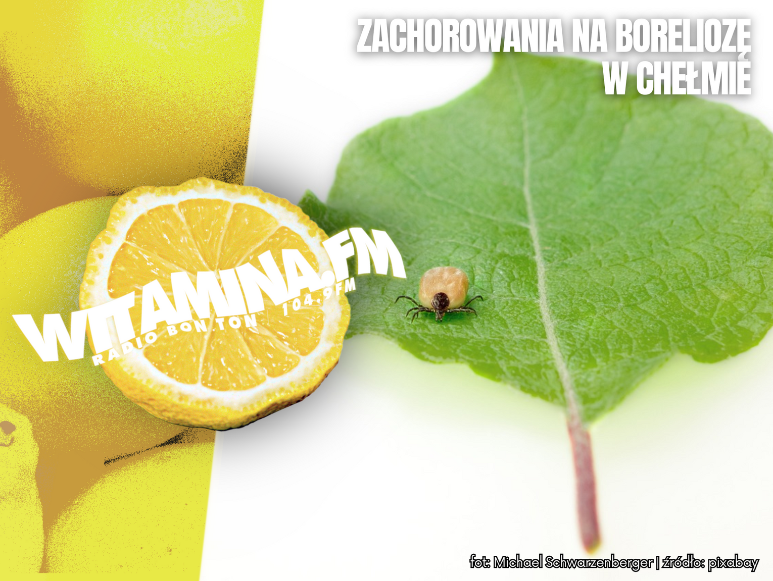 Zachorowania na boreliozę w Chełmie - Witamina.FM