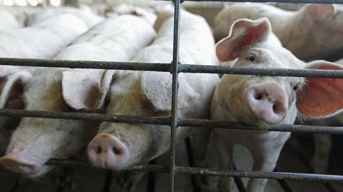 670 świń z podejrzeniem wirusa ASF trafiło na ubój