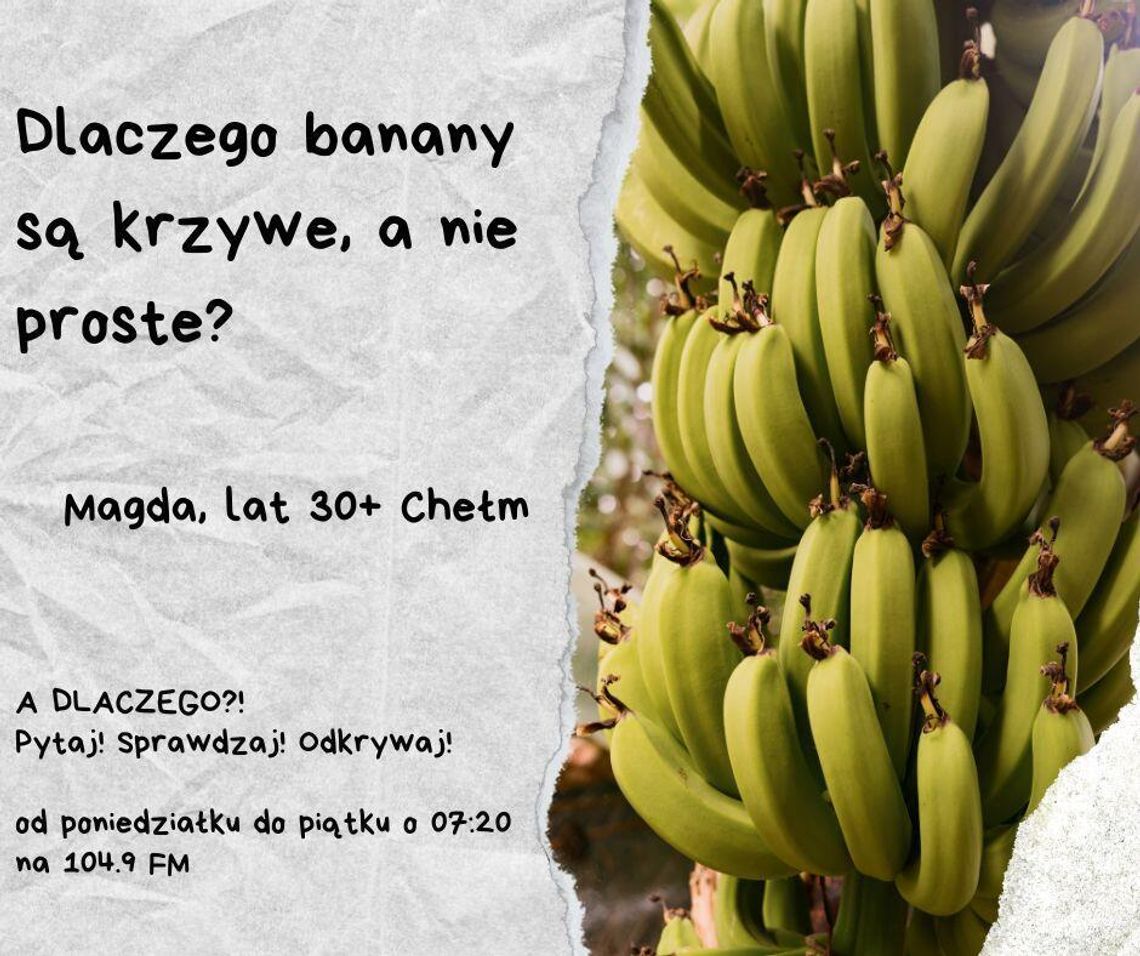 A DLACZEGO?!  Pytaj! Sprawdzaj! Odkrywaj! odc. 22.