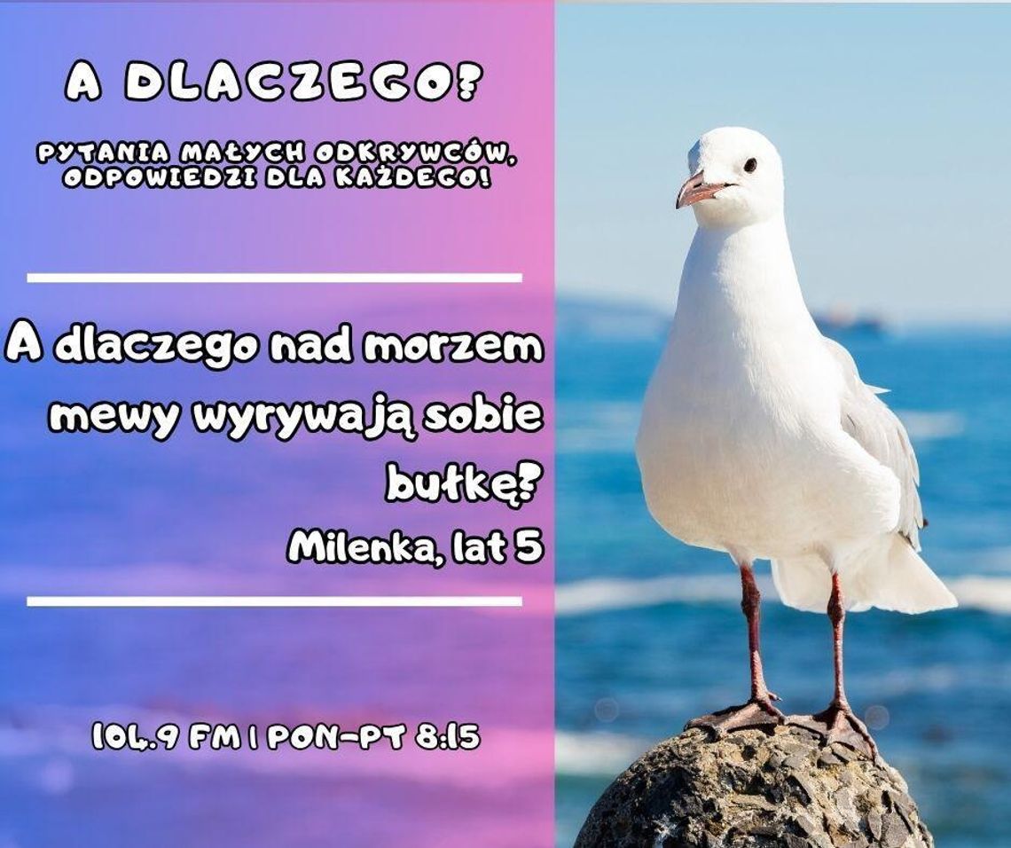A dlaczego? Pytania małych odkrywców, odpowiedzi dla każdego! odc. 8.