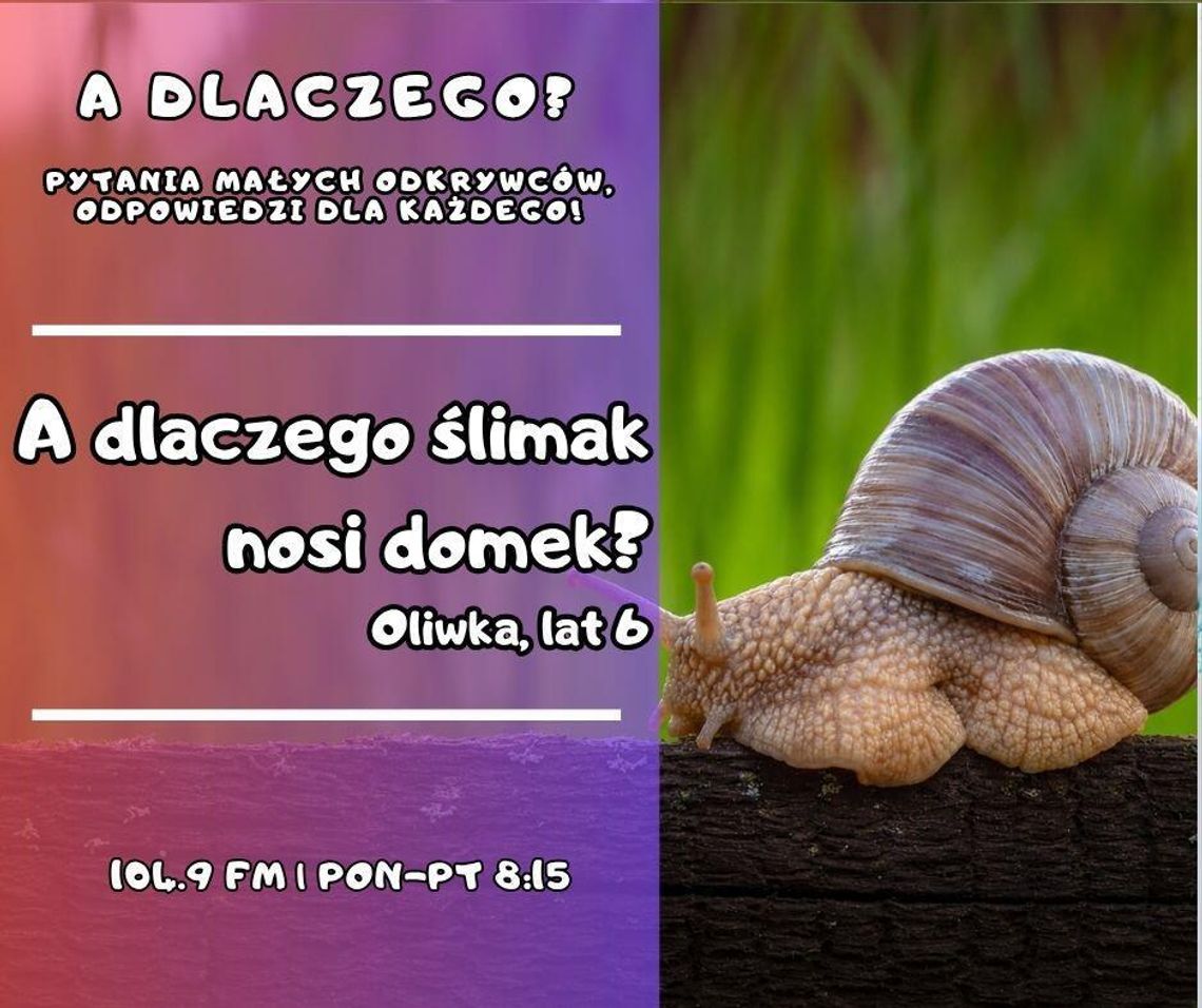 A dlaczego? Pytania małych odkrywców, odpowiedzi dla każdego! odc. 14.