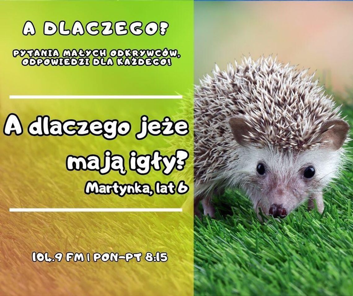 A dlaczego? Pytania małych odkrywców, odpowiedzi dla każdego! odc. 17.