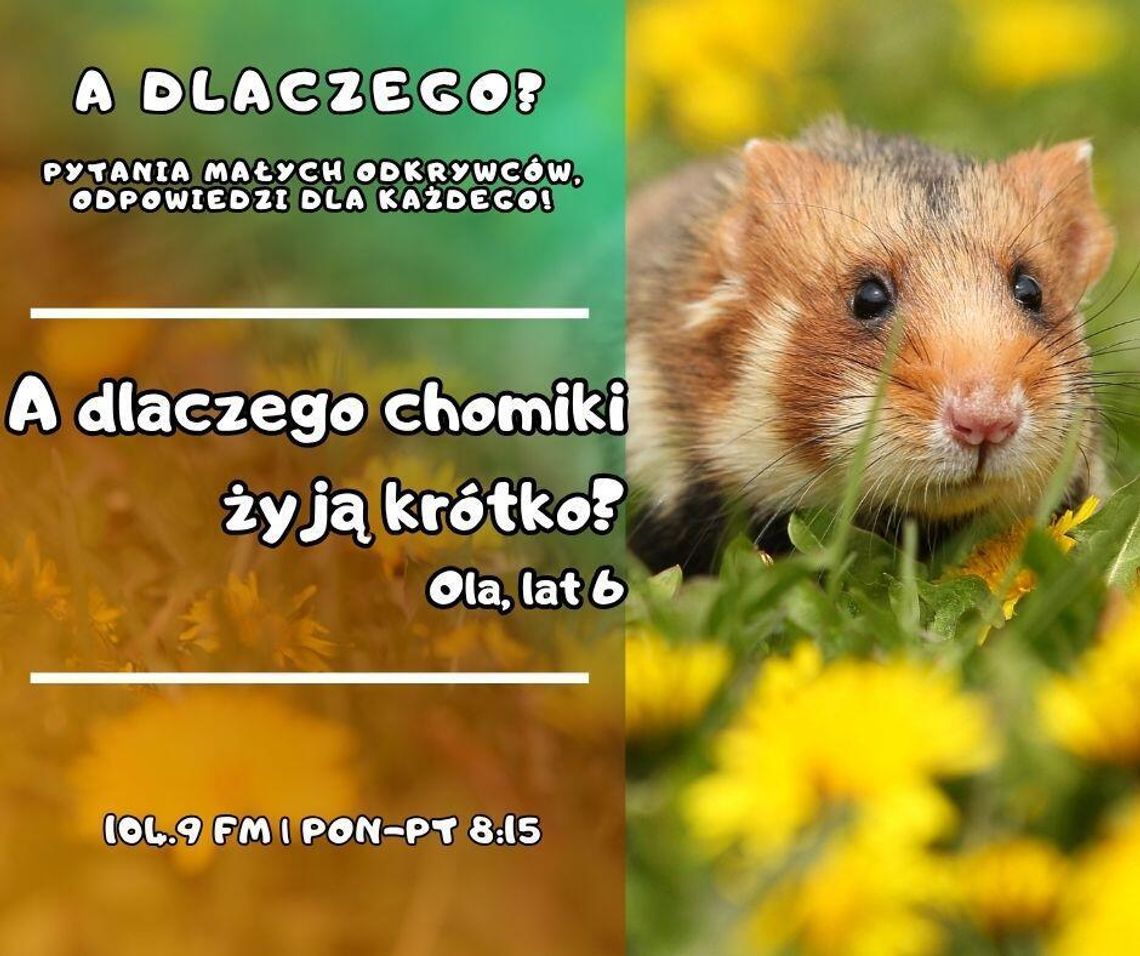 A dlaczego? Pytania małych odkrywców, odpowiedzi dla każdego! odc. 18.