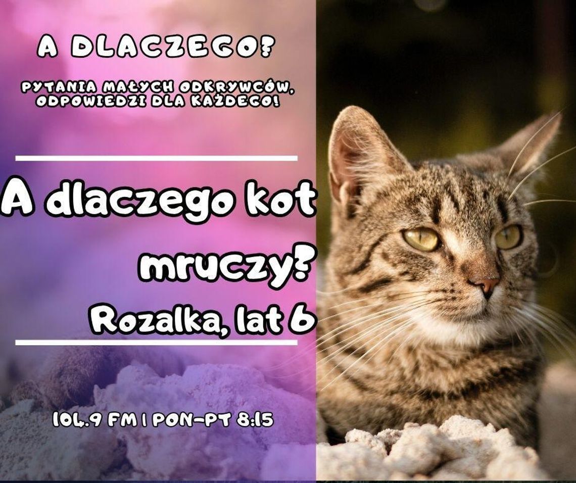 A dlaczego? Pytania małych odkrywców, odpowiedzi dla każdego! odc. 20.