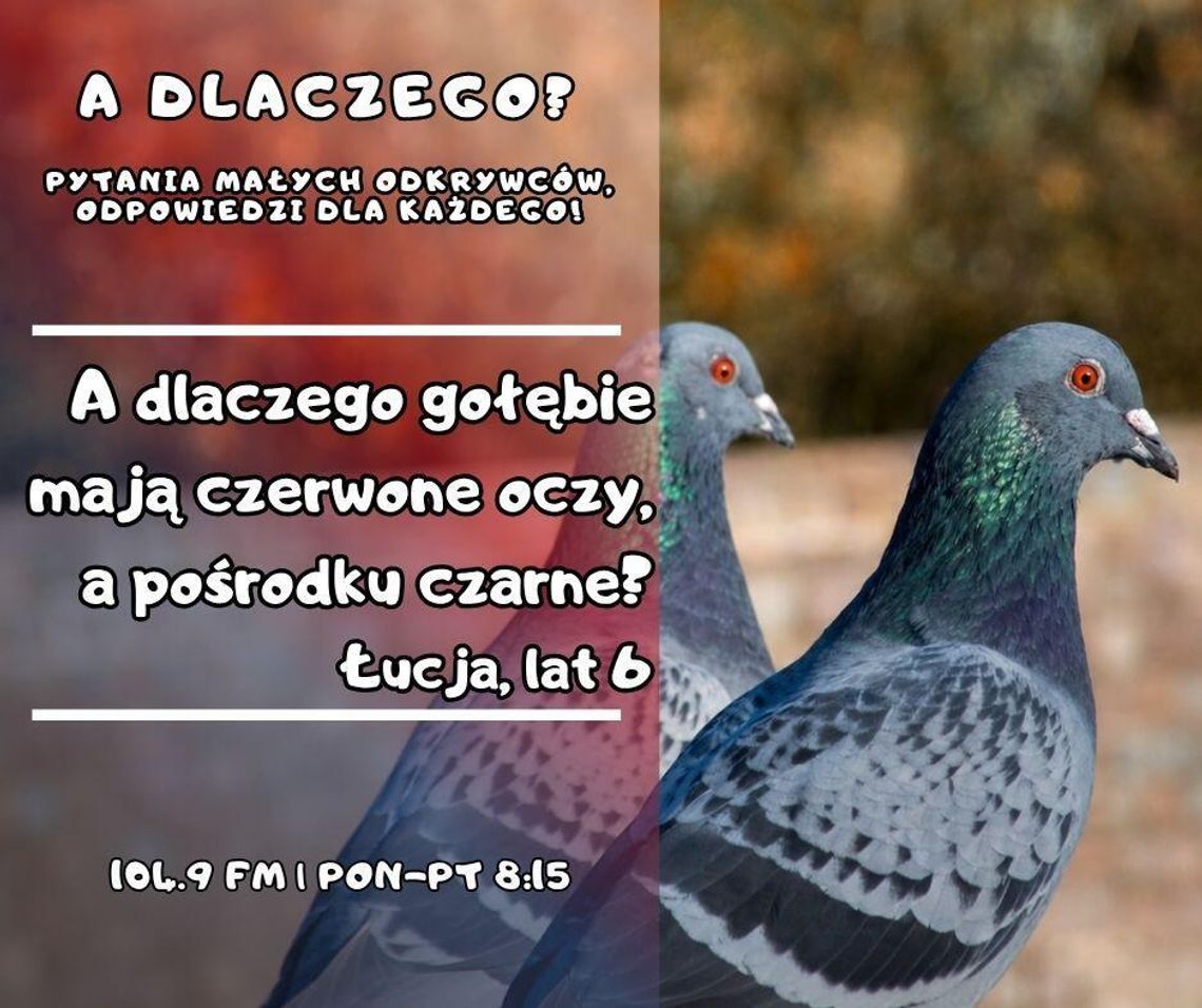 A dlaczego? Pytania małych odkrywców, odpowiedzi dla każdego! odc. 32.