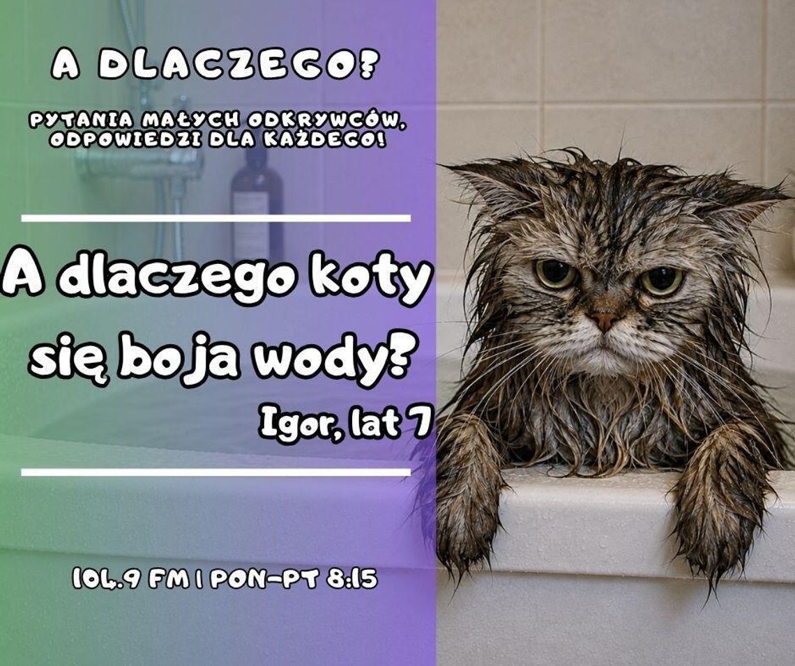 A dlaczego? Pytania małych odkrywców, odpowiedzi dla każdego! odc. 36.