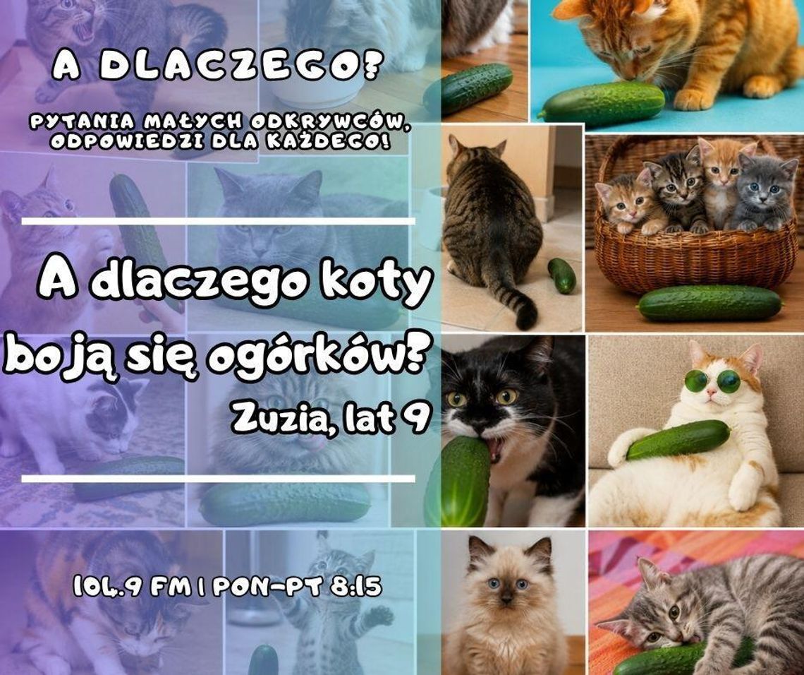 A dlaczego? Pytania małych odkrywców, odpowiedzi dla każdego! odc. 38.