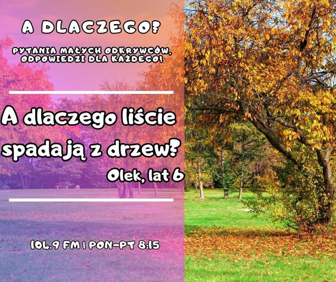 A dlaczego? Pytania małych odkrywców, odpowiedzi dla każdego! odc. 39.