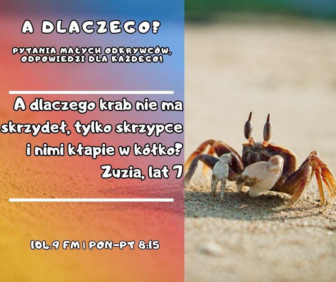 A dlaczego? Pytania małych odkrywców, odpowiedzi dla każdego! odc. 40. A dlaczego? Pytania małych odkrywców, odpowiedzi dla każdego! odc. 40.
