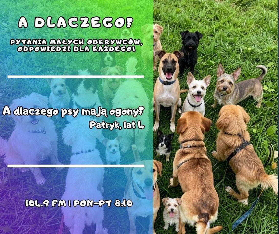 A dlaczego? Pytania małych odkrywców, odpowiedzi dla każdego! odc. 5.