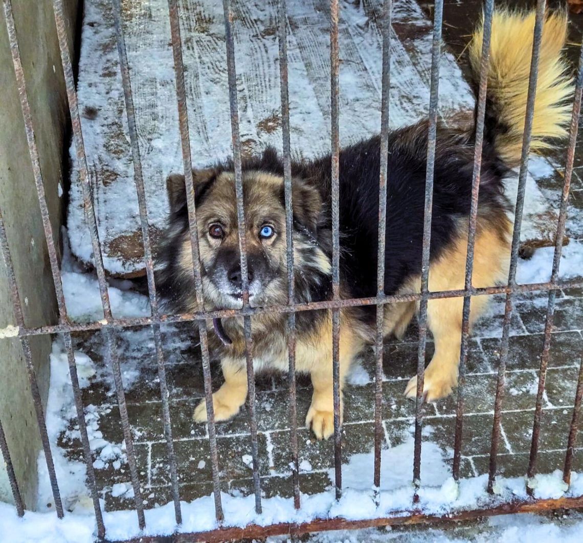 Apel do mieszkańców po wydarzeniach w chełmskim schronisku