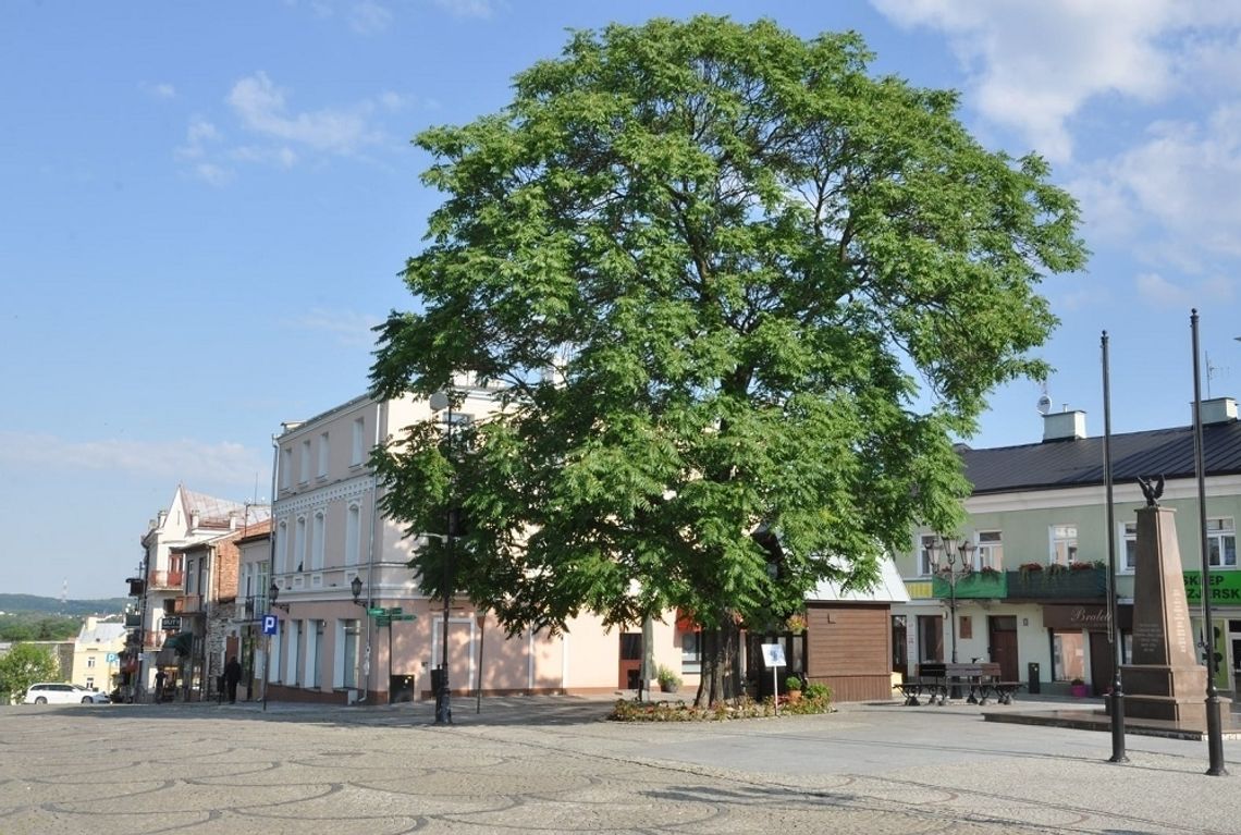 Chełm: Ajlant wygrał plebiscyt na Drzewo Chełma '2020